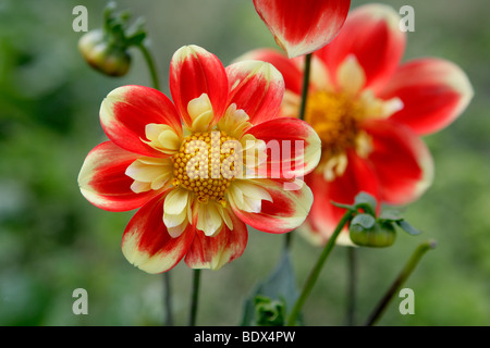 "Der Rote Schorsch', rouge jaune et des fleurs, le dahlia (Dahlia), pour les massifs de l'année 2009 Banque D'Images