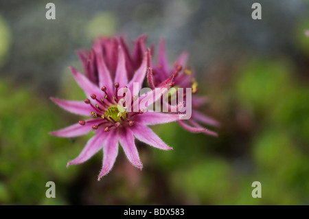 Houseleek Sempervivum arachnoideum (araignée), fleur, Hochgebirgs-Naturpark Zillertaler Alpen, parc national, Ginzling Zillertal Banque D'Images