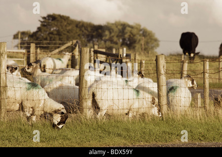 Moutons dans le champ en fin de soirée Banque D'Images