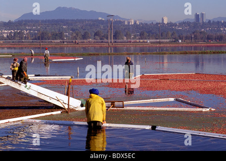 Vallée du Fraser, en Colombie-Britannique, Colombie-Britannique, Canada - Canneberges récolte Travailleurs avec Bog boom dans le champ inondé sur Cranberry Farm Banque D'Images