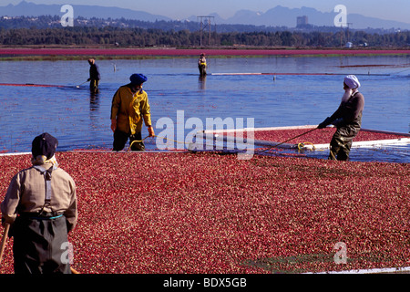 Vallée du Fraser, en Colombie-Britannique, Colombie-Britannique, Canada - Canneberges récolte Travailleurs avec Bog boom dans le champ inondé sur Cranberry Farm Banque D'Images