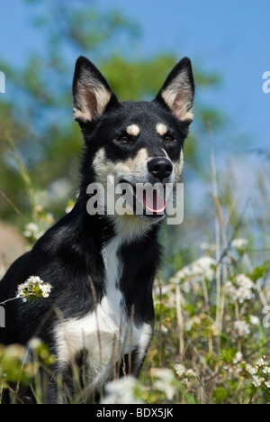 Lapponian Herder, Lapinporokoira Renne Lapp ou chien assis dans un pré fleuri Banque D'Images