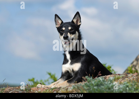 Lapponian Herder, Lapinporokoira Lapp ou chien renne couché sur un plateau Banque D'Images