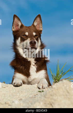 Lapponian Herder, Lapinporokoira ou renne Lapp, portrait de chien avec pattes sur rochers Banque D'Images