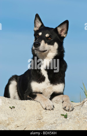 Lapponian Herder, Lapinporokoira ou renne Lapp chien couché sur un rocher Banque D'Images