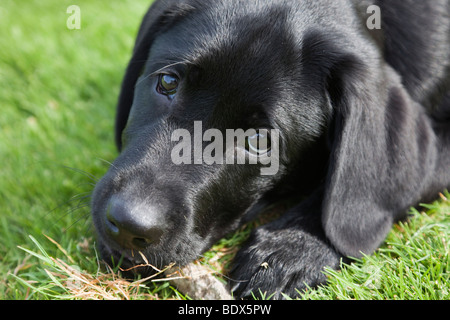 La Grande-Bretagne Angleterre Europe. Un Labrador noir pure race chiot mâchant un bâton à l'extérieur. En face. L'âge de trois mois. Banque D'Images