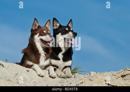 Deux chiens de léponien, Lapinporokoira ou Lapp renne, qui sont couchés sur une dune de sable Banque D'Images