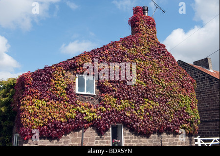 'Boston ivy' au début septembre juste changeant de couleur accrochée à un mur de la maison Banque D'Images