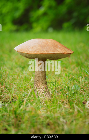 Bolet amer Tylopilus felleus (champignons) Banque D'Images