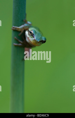 Jeune européen commun, Grenouille rainette versicolore (Hyla arborea) Escalade sur reed Banque D'Images