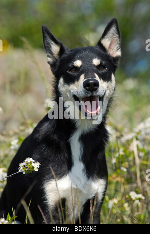 Lapponian Herder, Lapinporokoira Renne Lapp ou chien assis dans un pré fleuri Banque D'Images