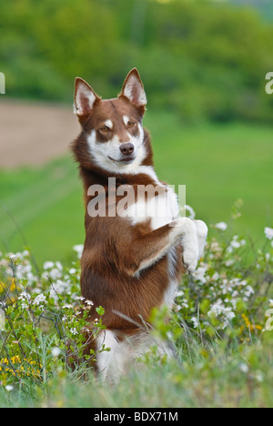 Lapponian Herder, Lapinporokoira Lapp ou chien Rennes mendier dans un pré fleuri Banque D'Images