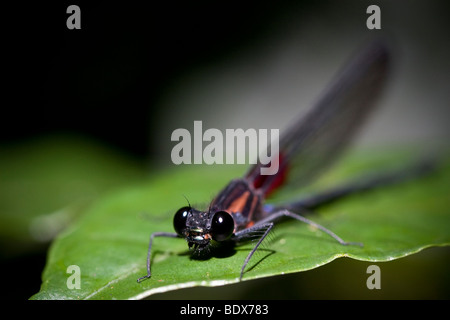 Une libellule, ordre des odonates, sous-ordre Zygoptera. Photographié dans les montagnes du Costa Rica. Banque D'Images