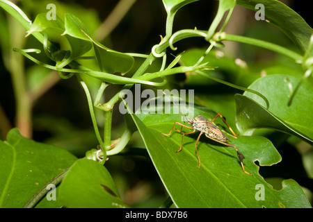 Leaf-footed bug, ordre des Hémiptères, de la famille Coréidés, entre vignes enchevêtrées. Photographié dans les montagnes du Costa Rica. Banque D'Images