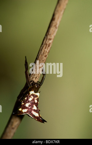 Un tissage de orb spider, Araneidae famille. Photographié au Costa Rica. Banque D'Images