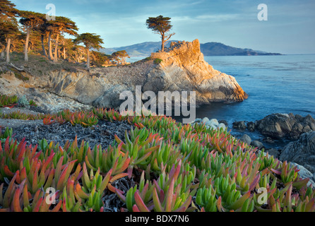 Cyprès de Lone Tree et l'océan Pacifique à l'usine à glace. 17 Mile Drive. Pebble Beach, Californie Banque D'Images