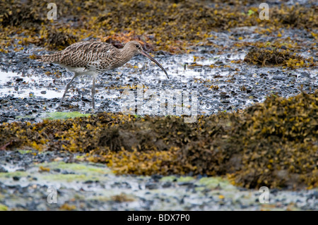 Un Curlew (Numenius arquata) dans l'habitat d'alimentation Banque D'Images