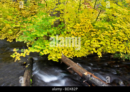 Automne érable coloré arbres avec l'arbre mort et Lake Creek. Centre de l'Oregon Banque D'Images