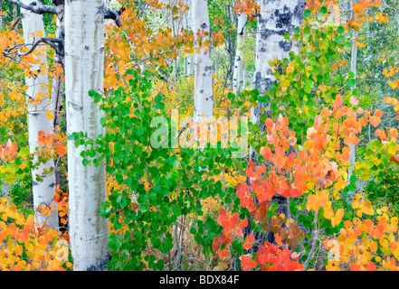 Rouge, jaune vert et orange trembles feuilles. Inyo National Forest. Californie Banque D'Images