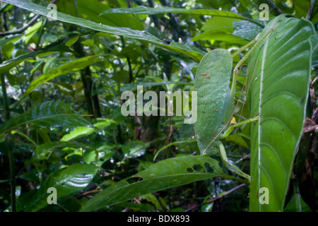 Un katydid camouflés, famille Tettigoniidae, également connu sous le nom de bush cricket, dans les basses terres humides du Costa Rica. Banque D'Images