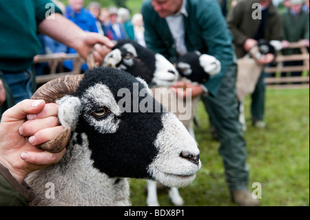 Brebis Swaledale étant montré à Muker Show. North Yorkshire Banque D'Images