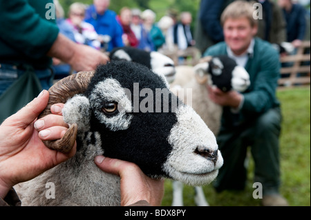 Brebis Swaledale étant montré à Muker Show. North Yorkshire Banque D'Images