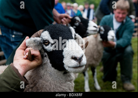 Brebis Swaledale étant montré à Muker Show. North Yorkshire Banque D'Images