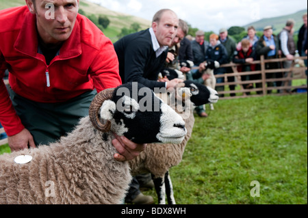 Brebis Swaledale étant montré à Muker Show. North Yorkshire Banque D'Images