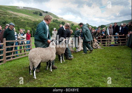 Brebis Swaledale étant montré à Muker Show. North Yorkshire Banque D'Images