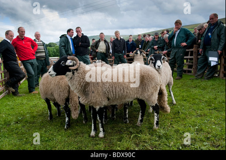 Brebis Swaledale étant montré à Muker Show. North Yorkshire Banque D'Images