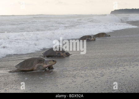 Groupe de femmes tortues olivâtres, Lepidochelys olivacea, escalade sur terre pour pondre des oeufs ; photographié au Costa Rica. Banque D'Images