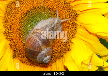 Escargot romain, escargots, escargot de Bourgogne (Helix pomatia) sur une commune de floraison du tournesol (Helianthus annuus) Banque D'Images