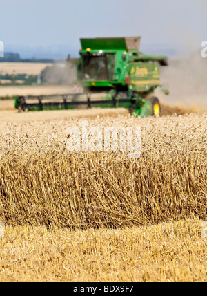 Moissonneuse-batteuse, le traitement d'un champ de blé, Wetterau, Hesse, Germany, Europe Banque D'Images