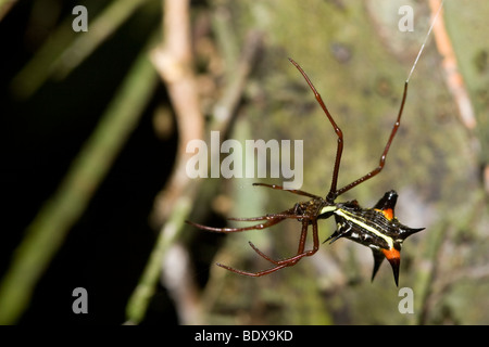 Un tissage de l'orb spider. Photographié au Panama. Banque D'Images