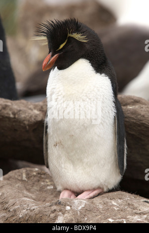 Western Rockhopper Penguin (Eudyptes chrysocome), îles Falkland Banque D'Images