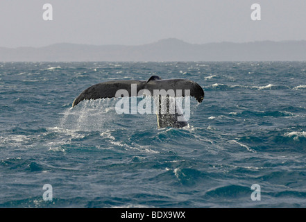 Queue d'une baleine à bosse (Megaptera novaeangliae) tandis que la plongée en face de Fraser Island, Hervey Bay, Queensland, Australie Banque D'Images