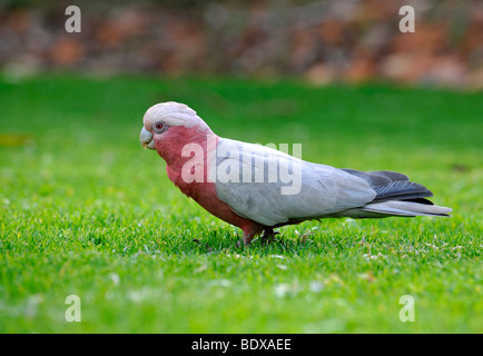 Galahs, également connu sous le nom de la Rose-breasted cacatoès cacatoès Rosalbin Cacatoès Cacatoès Sterne ou rose et gris (Eolophus roseicapilla), au Banque D'Images