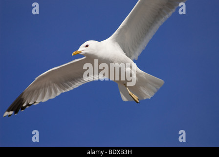 Une mouette voler en face d'un ciel bleu Banque D'Images