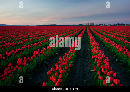 Le lever du soleil sur les champs de tulipes dans Skagit Valley, Washington Banque D'Images
