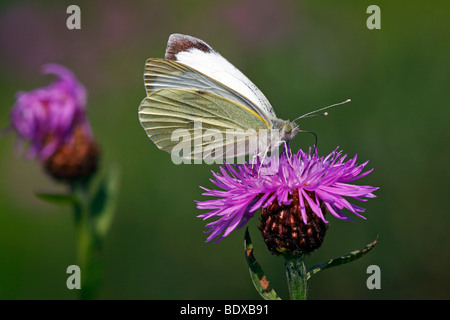 Petit papillon blanc, du chou (Pieris rapae) sur une floraison centaurée jacée, Brownray centaurée maculée (Centaurea jacea) Banque D'Images