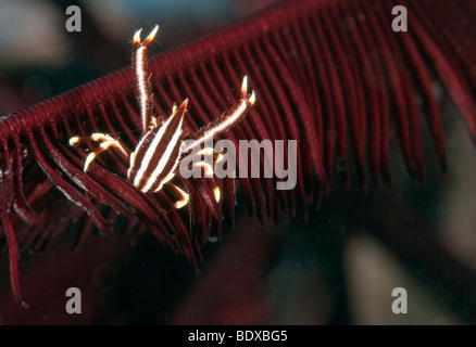 L'accroupissement élégant le homard (Allogalathea elegans), un type de crabe, sur l'hôte crinoïde, Indonésie Banque D'Images
