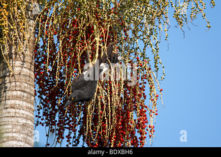 Strepera graculina currawong, pied, manger du fruit de l'Alexandra Palm Banque D'Images