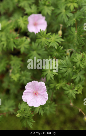 Geranium sanguineum Striatum cultivar Banque D'Images