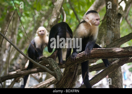 Groupe de singes capucins à tête blanche, Cebus capucinus. Photographié au Costa Rica. Banque D'Images