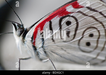 Vingt-huit 'Butterfly' Diaethria, sp. Nom commun dérivé du marquage sur ses ailes postérieures qui ressemblent à un '88'. Banque D'Images