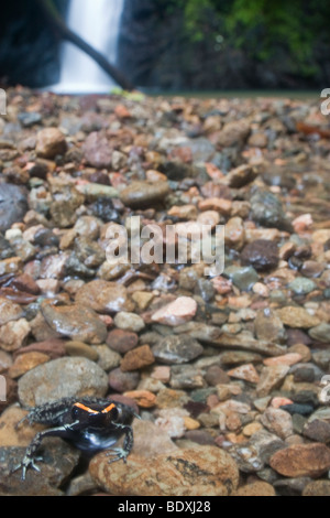 Une espèce en voie d'golfodulcean-poison dart frog, Phyllobates vittatus, au bord d'un ruisseau. Une chute d'eau est dans l'arrière-plan. Banque D'Images