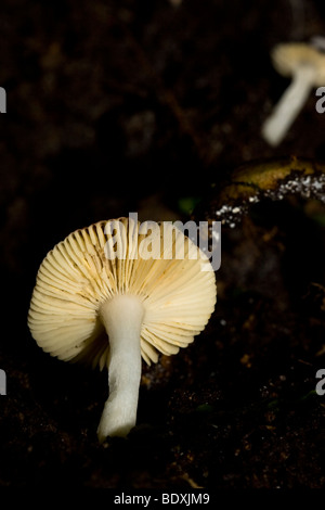 Face inférieure d'un champignon. Photographié au Costa Rica. Banque D'Images