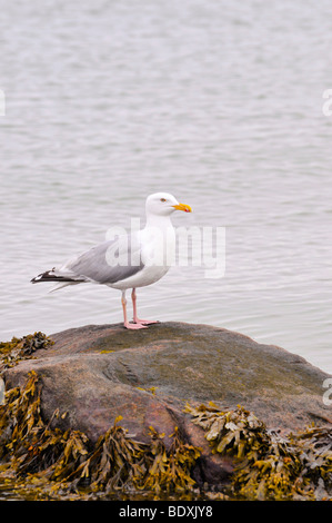 Goéland argenté (Larus argentatus), assis sur un rocher sur la mer Baltique, l'Allemagne, de l'Europe Banque D'Images