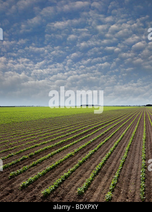 L'âge d'un mois les plants de haricots rouges. La rotation des cultures les agriculteurs de préserver les propriétés du sol et les haricots de rétablir les concentrations d'azote. Banque D'Images