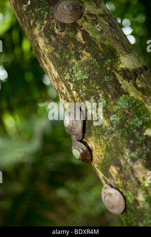 Quatre escargots sur un arbre couvert de mousse pris dans la forêt nationale de El Yunque Banque D'Images